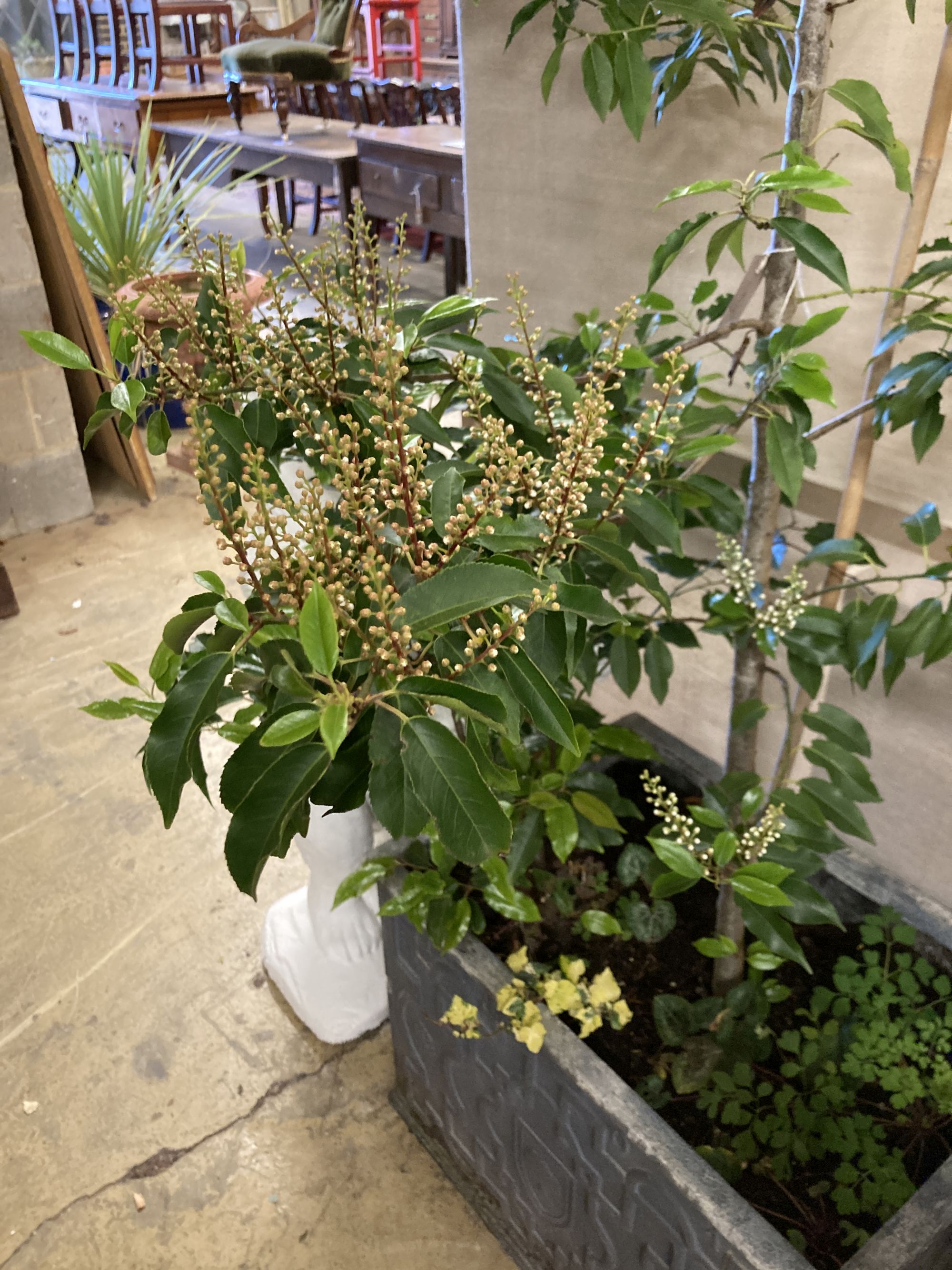 A rectangular faux lead garden planter, width 66cm, depth 46cm, height, 46cm with large bay tree(?)